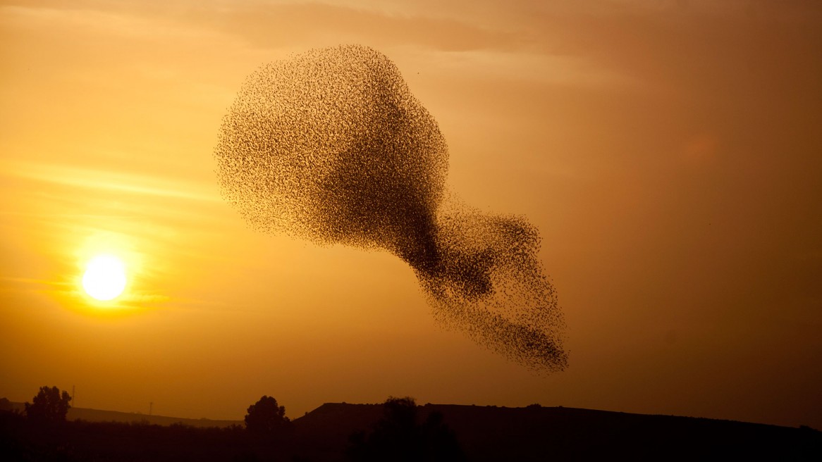 Starlings fly over Israel